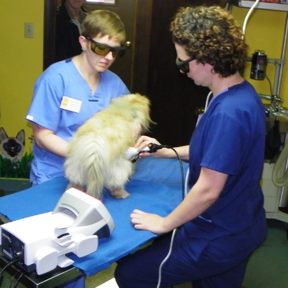 Dog getting Laser Therapy