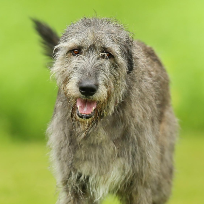 Dog on green background