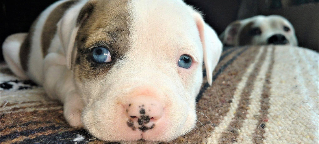 Puppy laying on rug