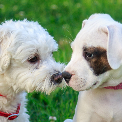 Two Dogs Sniffing Noses