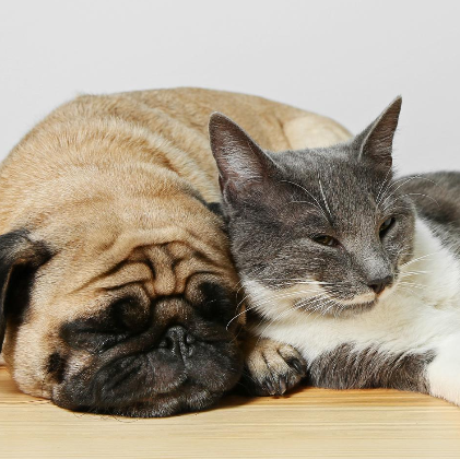 Cat & Dog Snuggling